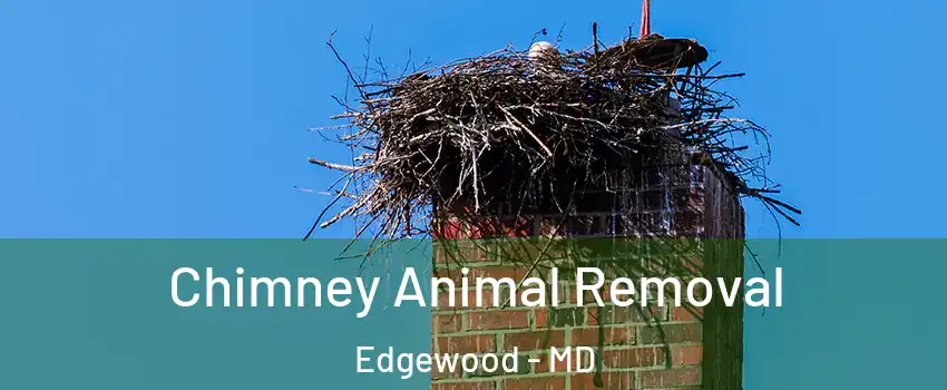  Chimney Animal Removal Edgewood - MD