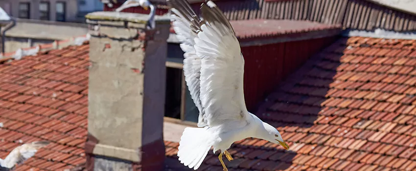 Residential Chimney Animal Removal Solution in Edgewood, MD