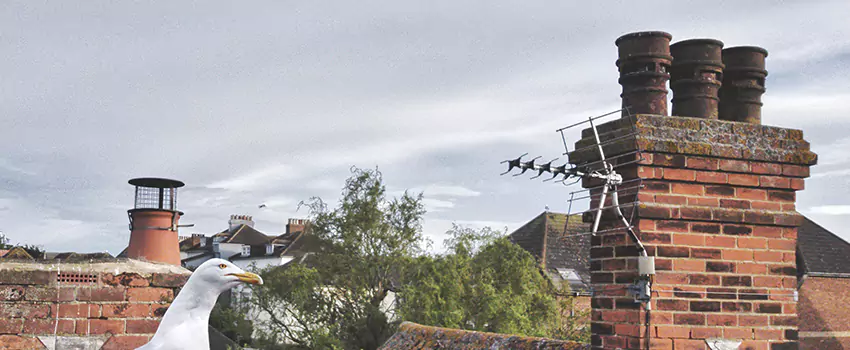 Chimney Cleaning And Restoration in Edgewood, Maryland